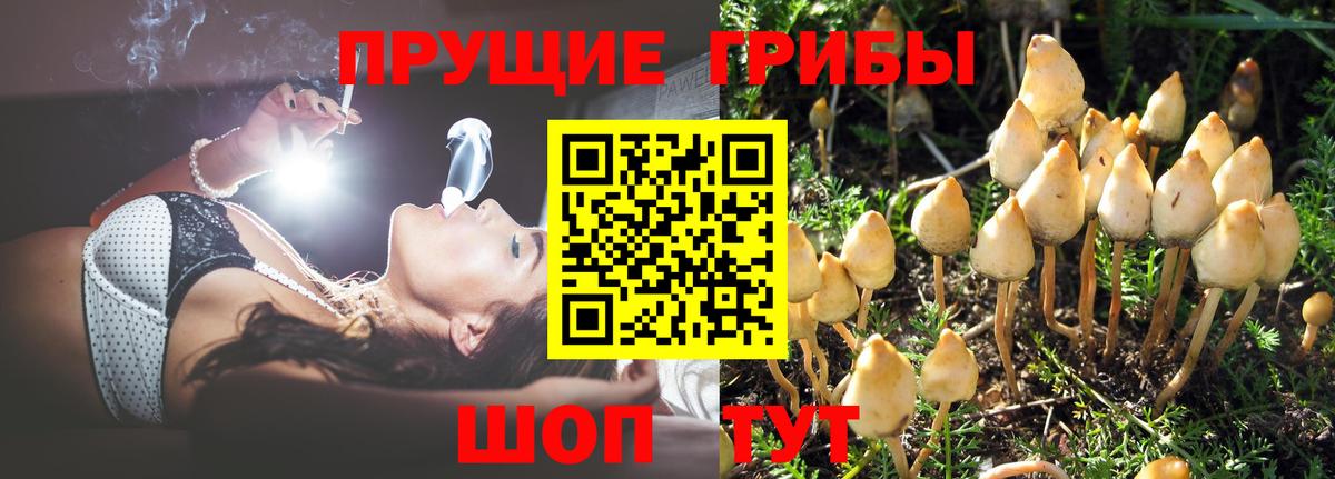 Галлюциногенные грибы прущие грибы Белая Калитва